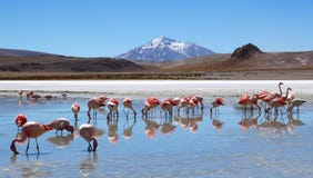 Laguna Hedionda, Bolivie, Amérique du Sud images stock Laguna Hedionda, Bolivie, Amérique du Sud images stock