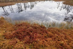 Lahemaa National Park in Estonia stock image Lahemaa National Park in Estonia stock image