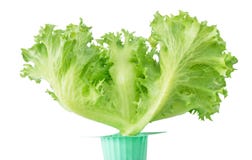 Laitue verte fraîche de chêne dans le pot vert images libres de droits Laitue verte fraîche de chêne dans le pot vert images libres de droits