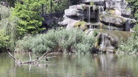 Lake with cormorant birds