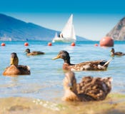 Lake Garda Arkivbild Lake Garda Arkivbild