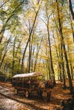 Horse in the Autumn Mountains royalty free stock image Horse in the Autumn Mountains royalty free stock image
