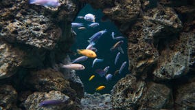 Lake tanganyika scenery with a lot of colorful fish cichlids royalty free stock images Lake tanganyika scenery with a lot of colorful fish cichlids royalty free stock images