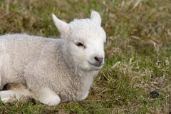 Lam, Lamb stock photos Lam, Lamb stock photos