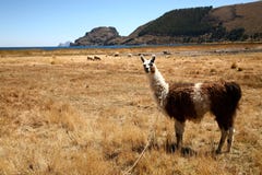 lama стоковое фото lama стоковое фото