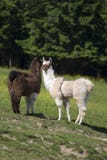 lama alpacas стоковые фотографии rf lama alpacas стоковые фотографии rf
