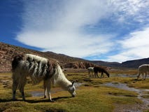 Lama dans le Bolivien Altiplano images libres de droits Lama dans le Bolivien Altiplano images libres de droits