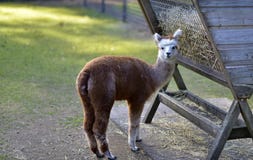 Lama die droog gras in een openbaar park eten tijdens de herfstseizoen royalty-vrije stock foto Lama die droog gras in een openbaar park eten tijdens de herfstseizoen royalty-vrije stock foto