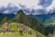 Lama dois em uma área do platô em Machu Picchu foto de stock royalty free Lama dois em uma área do platô em Machu Picchu foto de stock royalty free