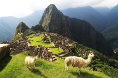 Lama em Machu Picchu, Peru imagens de stock royalty free Lama em Machu Picchu, Peru imagens de stock royalty free