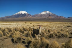 Lama no parque de Sajama imagens de stock Lama no parque de Sajama imagens de stock