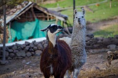Lamaleben auf einem Bauernhof stockfoto Lamaleben auf einem Bauernhof stockfoto