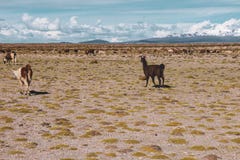 Lamas in Salar de Uyuni in Bolivien stockfotografie Lamas in Salar de Uyuni in Bolivien stockfotografie