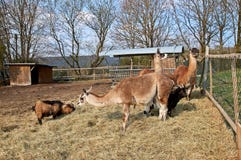 Lamas und Ziegen auf einem Bauernhof in Deutschland stockfotos Lamas und Ziegen auf einem Bauernhof in Deutschland stockfotos