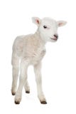 Lamb royalty free stock photography Lamb royalty free stock photography