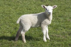 Lamb Stock Image