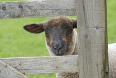 Lamb At Gate Stock Image