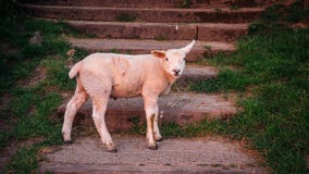 Lamb at Glastonbury Tor stock photos Lamb at Glastonbury Tor stock photos