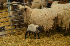 Lamb Inside A Farm Sucking Off His Mother In The Gorbeia Natural Park. Animals Nature Portraits. stock image Lamb Inside A Farm Sucking Off His Mother In The Gorbeia Natural Park. Animals Nature Portraits. stock image