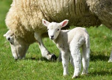 Lamb with its mother
