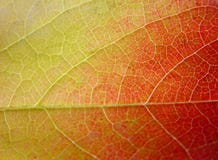 Lame de fond en le vert, le jaune et le rouge photo libre de droits Lame de fond en le vert, le jaune et le rouge photo libre de droits