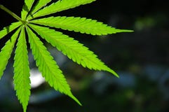 Lame de marijuana image libre de droits Lame de marijuana image libre de droits