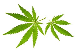 Lame de marijuana photos stock Lame de marijuana photos stock