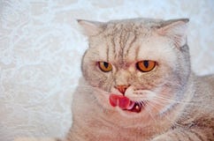 Lamedura gris hambrienta enojada del gato de gato atigrado fondo ligero del papel pintado Aumento de peso del concepto durante lo imagen de archivo libre de regalías Lamedura gris hambrienta enojada del gato de gato atigrado fondo ligero del papel pintado Aumento de peso del concepto durante lo imagen de archivo libre de regalías
