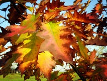 Lames colorées d'automne photographie stock Lames colorées d'automne photographie stock