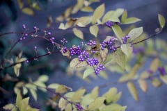 Lamiaceae de Callicarpa do arbusto com bagas roxas foto de stock Lamiaceae de Callicarpa do arbusto com bagas roxas foto de stock