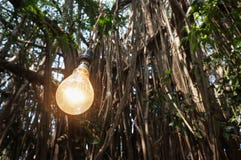 Lampe à incandescence sur le fond des arbres images stock Lampe à incandescence sur le fond des arbres images stock