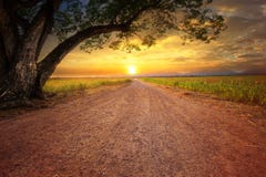 Land scape of dustry road in rural scene and big rain tree plant stock photo Land scape of dustry road in rural scene and big rain tree plant stock photo