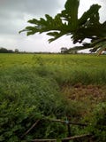 Landbouwbedrijf stock afbeeldingen Landbouwbedrijf stock afbeeldingen