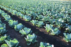 Landbouwbedrijf van het Gebied van de kool het Plantaardige royalty-vrije stock foto's Landbouwbedrijf van het Gebied van de kool het Plantaardige royalty-vrije stock foto's