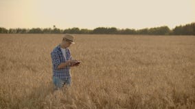 Landbouwer die tablet op tarwegebied gebruiken Wetenschapper die op gebied met landbouwtechnologie werken Sluit omhoog van mensen stock video Landbouwer die tablet op tarwegebied gebruiken Wetenschapper die op gebied met landbouwtechnologie werken Sluit omhoog van mensen stock video