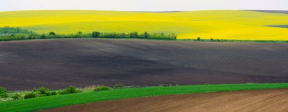 Landbouwgrond met koolzaad en jonge tarwe en jonge zonnebloem Stock Afbeelding Landbouwgrond met koolzaad en jonge tarwe en jonge zonnebloem Stock Afbeelding