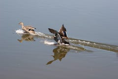 Landing Ducks Stock Image
