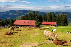 Landleben in bayerischer Alpe lizenzfreie stockfotografie Landleben in bayerischer Alpe lizenzfreie stockfotografie