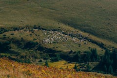 Landscape in autumn mountains with sheeps flock far away. Carphatian mountain stock photos Landscape in autumn mountains with sheeps flock far away. Carphatian mountain stock photos