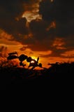 Landscape of a beautiful sunset with a silhouette of the nature in background in Safari royalty free stock photos Landscape of a beautiful sunset with a silhouette of the nature in background in Safari royalty free stock photos