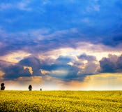Landscape - field of yellow flowers and cloudy sky