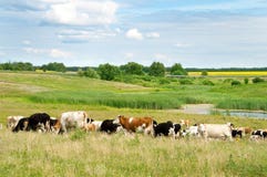 Landscape with fields and grazing cows Stock Photo Landscape with fields and grazing cows Stock Photo