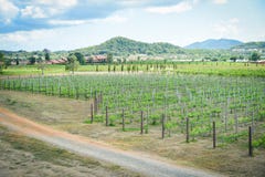 Landscape grape vine growing in the vineyards planting farm agriculture royalty free stock photos Landscape grape vine growing in the vineyards planting farm agriculture royalty free stock photos