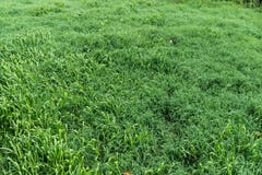 The landscape of green grass background. Stock Photo The landscape of green grass background. Stock Photo