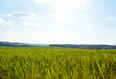 Landscape green grass on the field in the sun, background, summer stock images Landscape green grass on the field in the sun, background, summer stock images