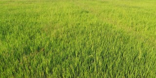 The landscape of green young rice fields royalty free stock photography The landscape of green young rice fields royalty free stock photography
