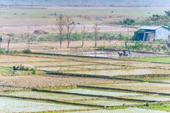 Landscape of Indian rice fields with workers. royalty free stock image Landscape of Indian rice fields with workers. royalty free stock image