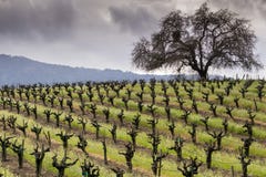 Vineyard in Sonoma Valley at the beginning of spring, California stock photo Vineyard in Sonoma Valley at the beginning of spring, California stock photo