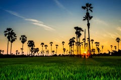 Landscape Sugar Palm Trees And Rice Field With Sunset Stock Image