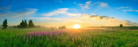 Landscape with the sunrise, a blossoming meadow panorama